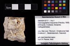 Foto (Objket + Etiketten) von Tuberosagalathea neojurensis (Patrulius, 1959) 